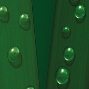 P017 Grass