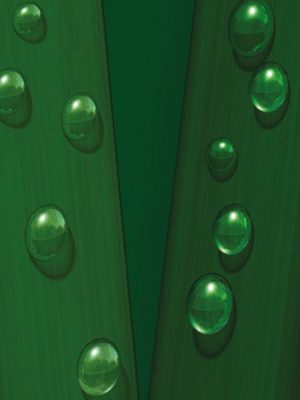 P017 Grass