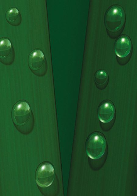 P017 Grass