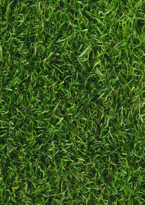P383 Lawn