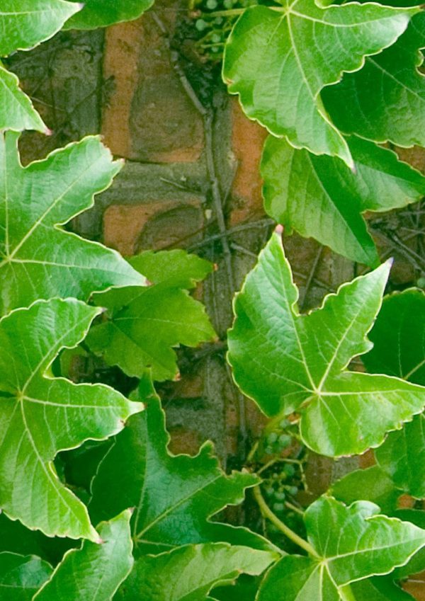 p617-a4-web-17629526223j7ed.jpg P617 Ivy
