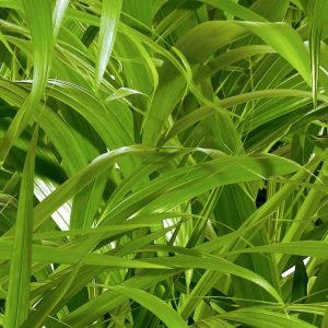 P934 Nature Crosswise