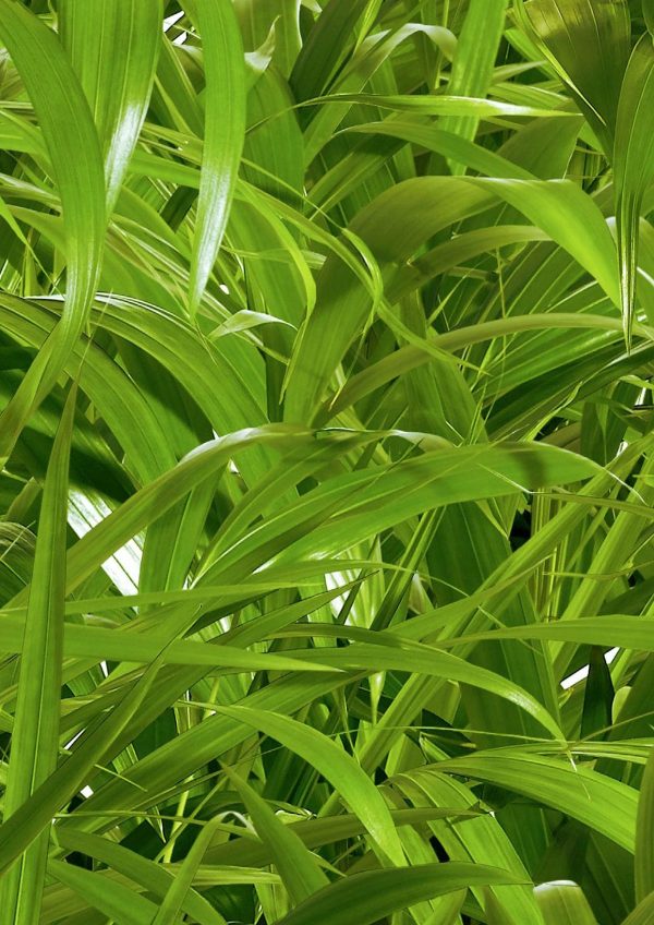 P934 Nature Crosswise