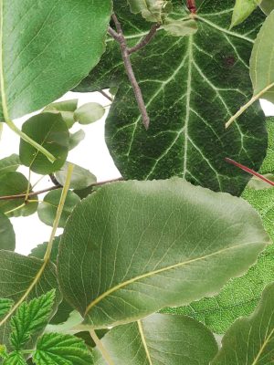 P947 Greenery