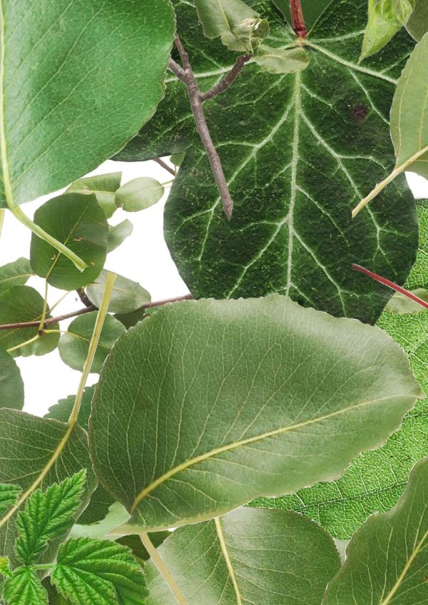 p947-a4-web-1762955988fihf1.jpg P947 Greenery