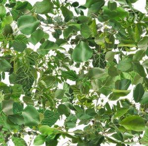 p947-platte-web-1762955991juqqf.jpg P947 Greenery