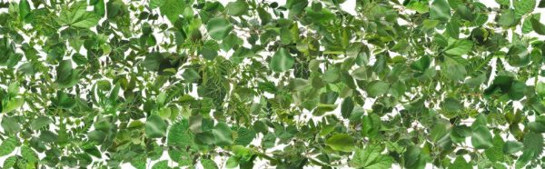 p947-platte-web-1762955991juqqf.jpg P947 Greenery