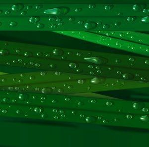 P952 Wet Grass
