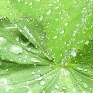 P956 Wet Leaves