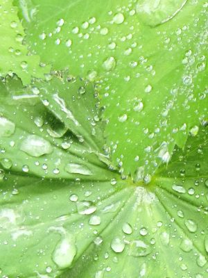 P956 Wet Leaves
