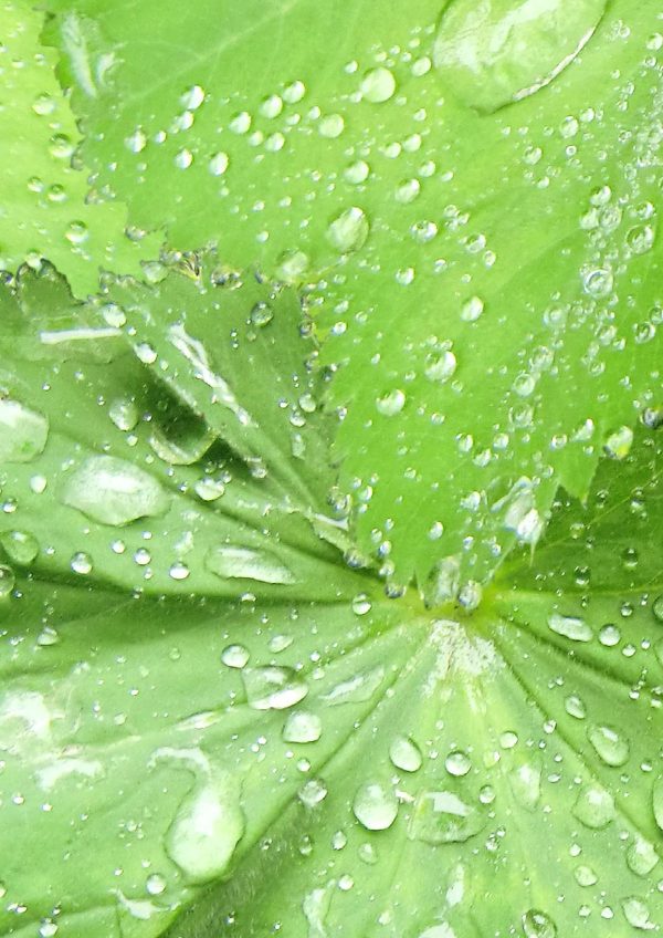 P956 Wet Leaves