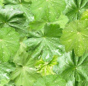 P956 Wet Leaves