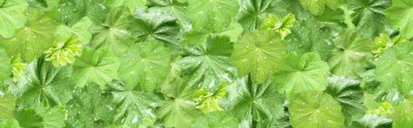 P956 Wet Leaves