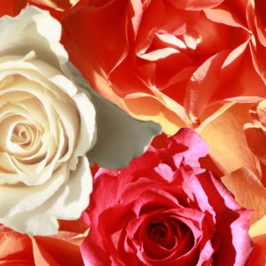 p963-a4-web-1762956574l1clv.jpg P963 Roses