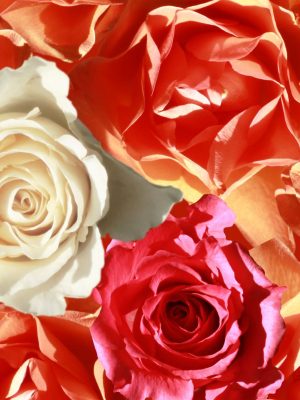 P963 Roses