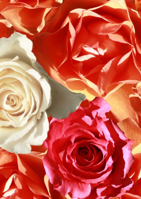 p963-a4-web-1762956574l1clv.jpg P963 Roses