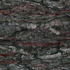 p966-a4-web-1762956729vcfyz.jpg P966 Bark