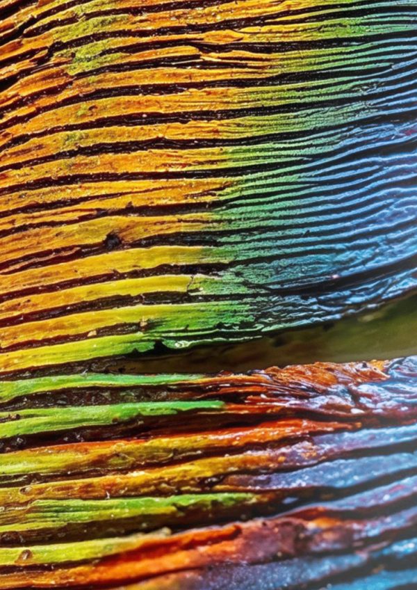 Q005 Papageno