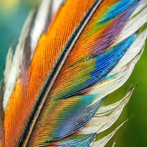 Q005 Papageno
