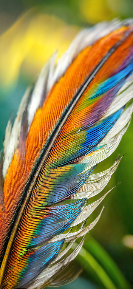Q005 Papageno